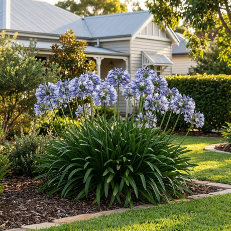 Agapanthus Cool Steel - Agapanthus 'Cool Steel'