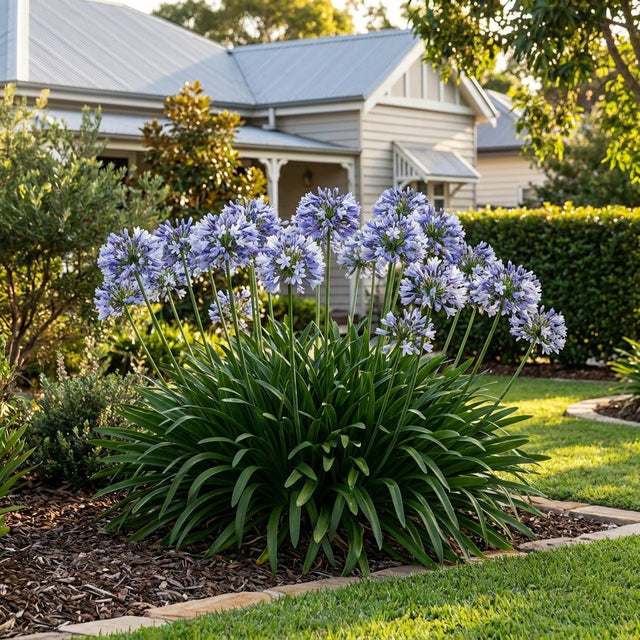 Agapanthus Cool Steel - Agapanthus 'Cool Steel'