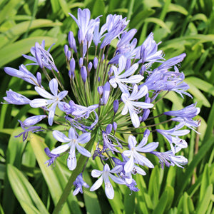 Orientalis Blue Agapanthus