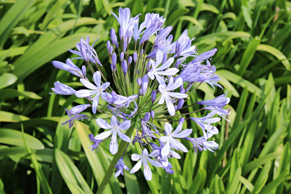 Orientalis Blue Agapanthus - Agapanthus 'Orientalis Blue' - Brisbane Plant Nursery