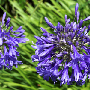 Purple Cloud Agapanthus