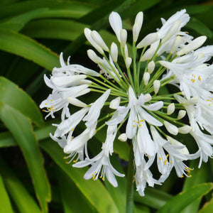 River Garden White Agapanthus