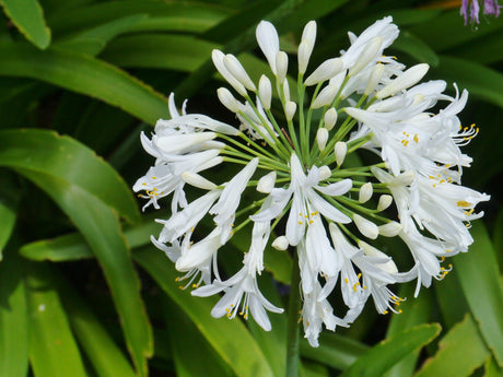 River Garden White Agapanthus - Agapanthus 'River Garden White' - Brisbane Plant Nursery