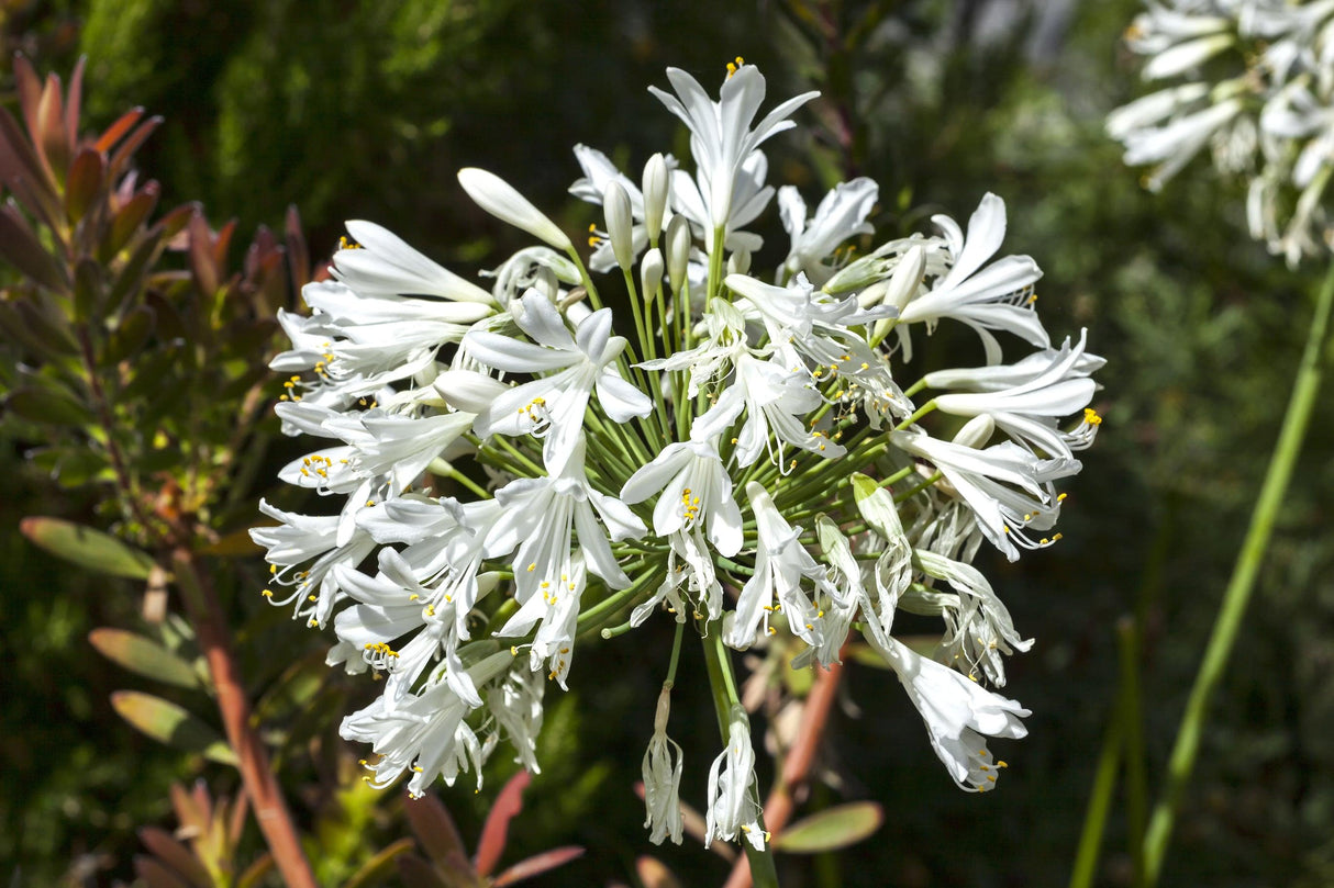 Snowball Agapanthus - Agapanthus 'Snowball' - Brisbane Plant Nursery