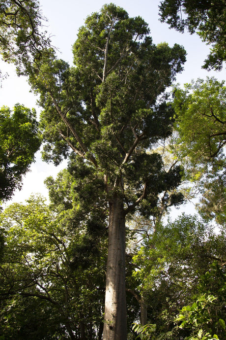 Queensland Kauri Pine - Agathis robusta - Brisbane Plant Nursery