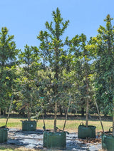 Queensland Kauri Pine - Agathis robusta - Brisbane Plant Nursery