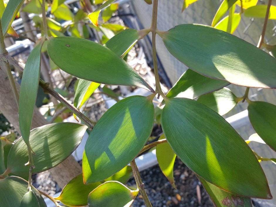 Queensland Kauri Pine - Agathis robusta - Brisbane Plant Nursery