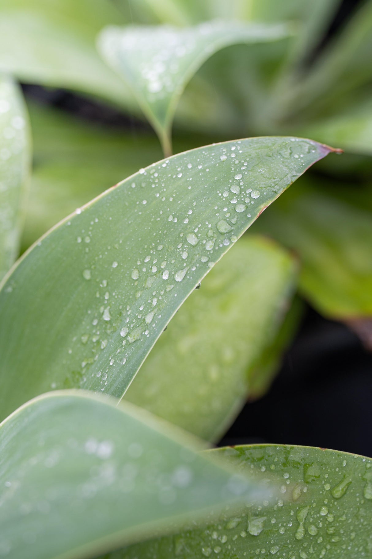 Lions Tail Agave - Agave ferox - Brisbane Plant Nursery