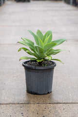 Lions Tail Agave - Agave ferox - Brisbane Plant Nursery