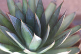 Blue Glow Agave - Agave 'Blue Glow' - Brisbane Plant Nursery