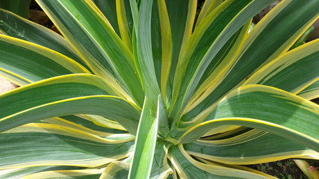 El Miradores Gold Agave - Agave 'El Miradores Gold' - Brisbane Plant Nursery