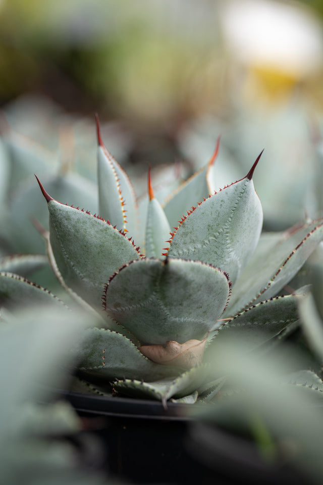 Dragon Toes Agave - Agave 'Dragon Toes' - Brisbane Plant Nursery