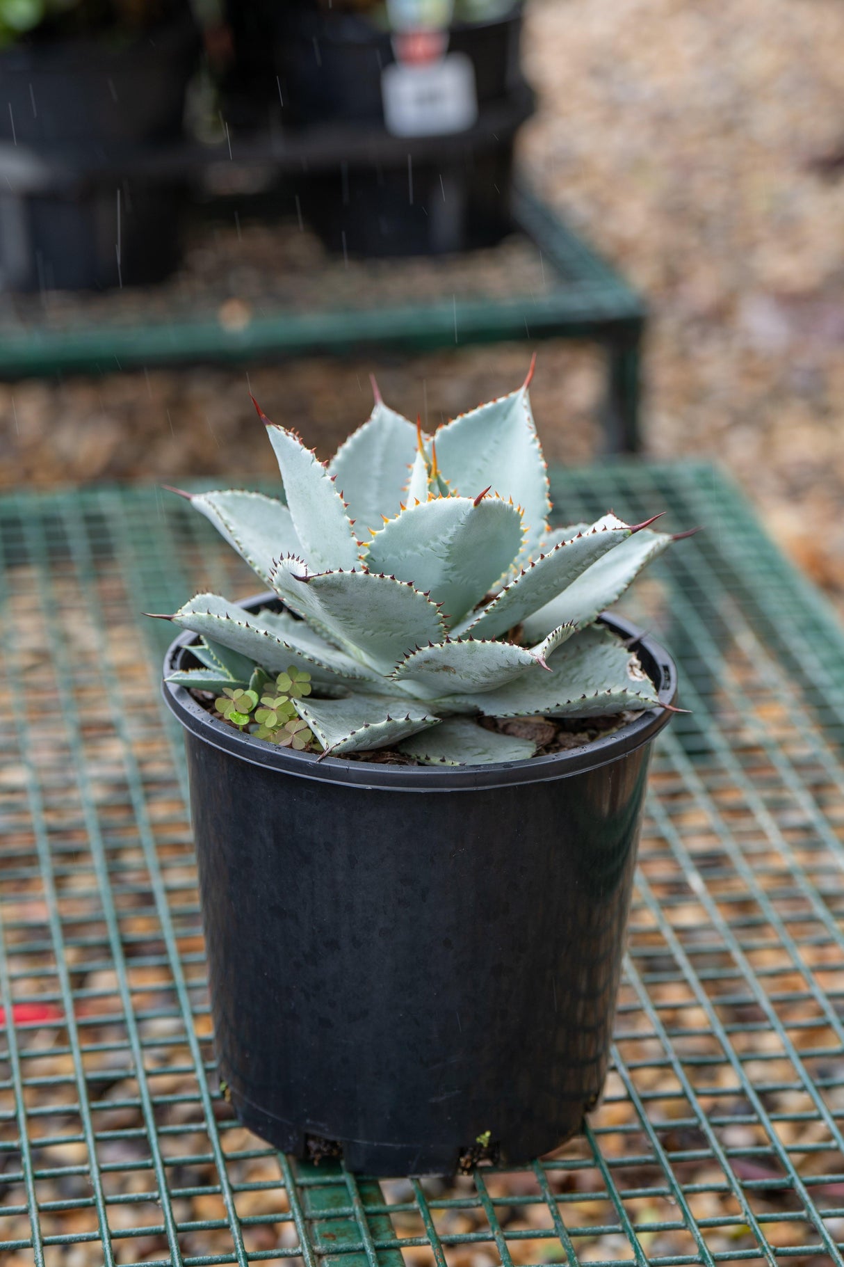 Dragon Toes Agave - Agave 'Dragon Toes' - Brisbane Plant Nursery