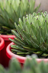 Queen Victoria Agave - Agave victoriae reginae - Brisbane Plant Nursery