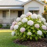 Agnes Pavelli Hydrangea