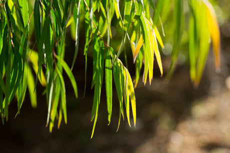 Dwarf Willow Myrtle - Agonis flexuosa 'Nana' - Brisbane Plant Nursery