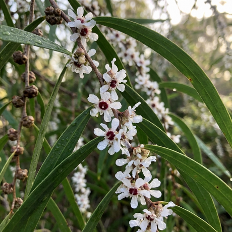 A branch of the Dwarf Willow Myrtle - Agonis flexuosa 'Nana', a compact native shrub, displays small white flowers and slender green leaves in natural sunlight.
