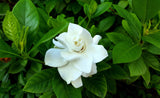 Aimee Yoshiba Fragrant Gardenia - Gardenia augusta 'Aimee Yoshiba' - Brisbane Plant Nursery