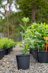 Aimee Yoshiba Fragrant Gardenia - Gardenia augusta 'Aimee Yoshiba' - Brisbane Plant Nursery