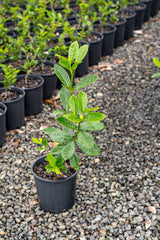 Aimee Yoshiba Fragrant Gardenia - Gardenia augusta 'Aimee Yoshiba' - Brisbane Plant Nursery