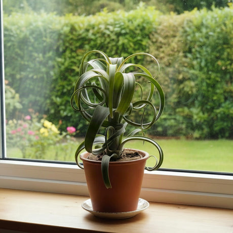 The Air Plant - Tillandsia ‘Curly Slim’ is a curly-leaved, low-maintenance plant, perfect for a windowsill with views of your garden.