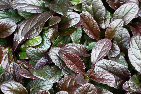 Chocolate Chip Bugleweed - Ajuga reptans 'Chocolate Chip' - Brisbane Plant Nursery