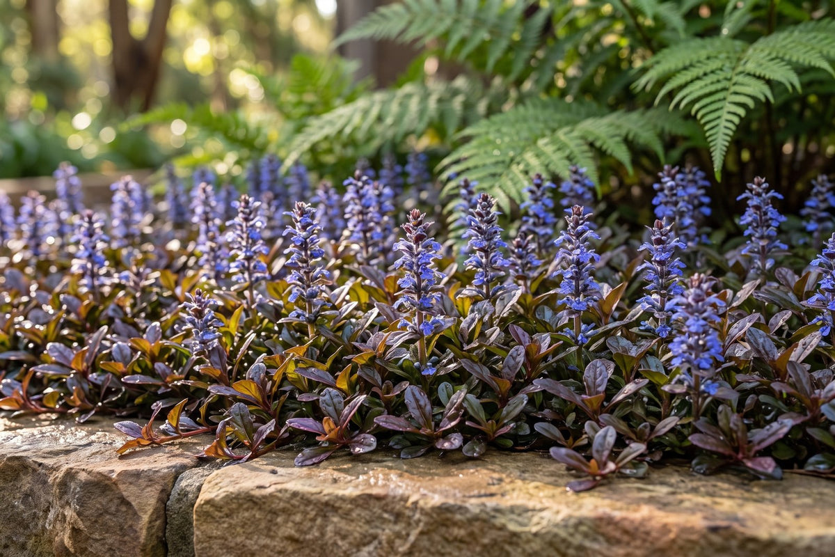 Ajuga Chocolate Chip with bronze-purple leaves and blue flower spikes in a shaded bed