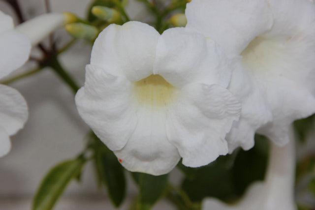 Alba Bower Vine - Pandorea jasminoides 'Alba' - Brisbane Plant Nursery