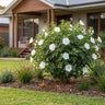 Alba Native Hibiscus