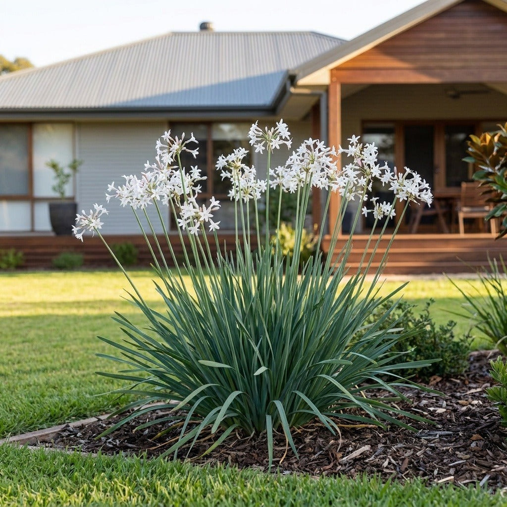 Alba Society Garlic (Tulbaghia violacea 'Alba') growing in a mulched garden bed in front of an Australian home