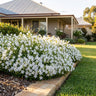 Alba White Bellflower