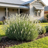 Alba White English Lavender