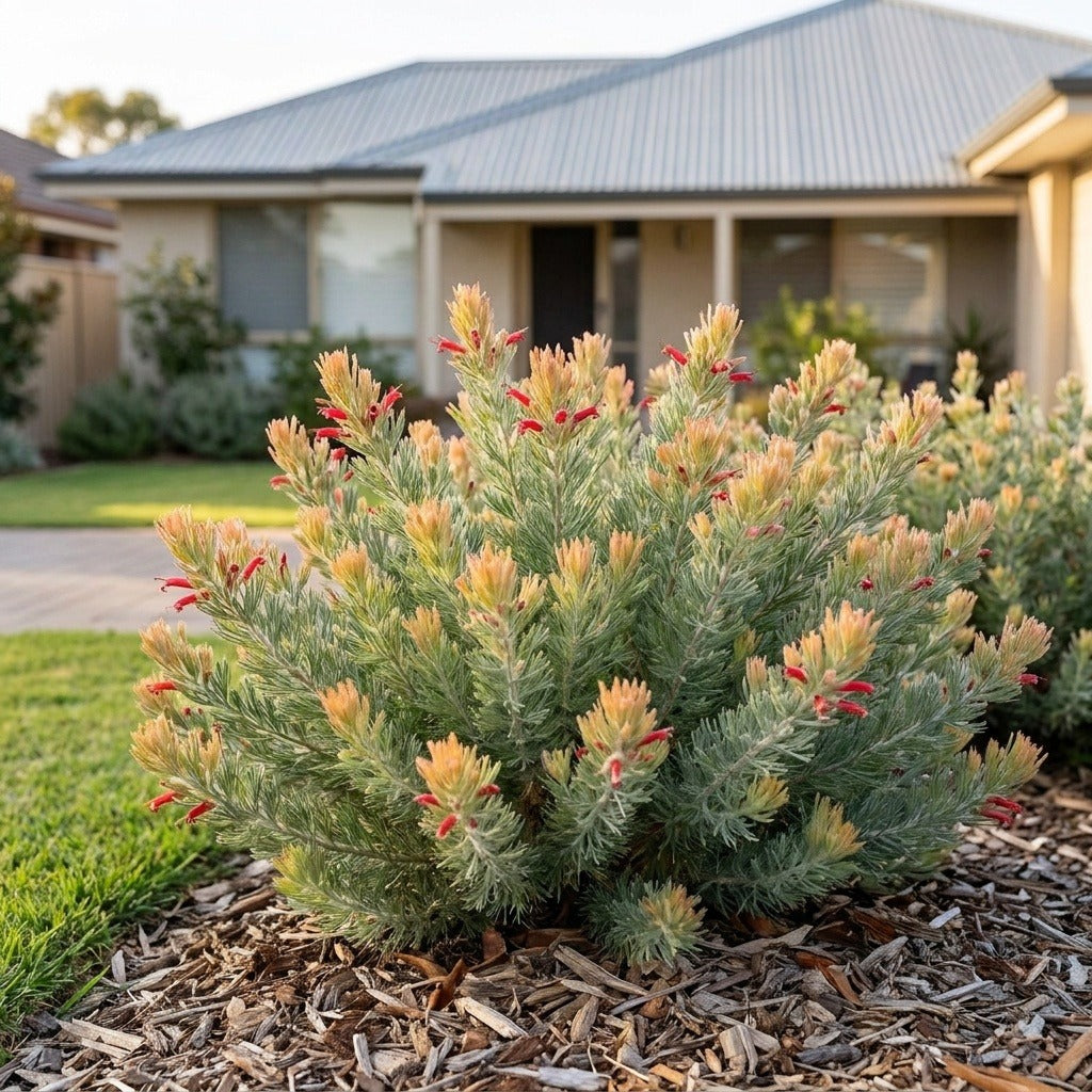 Albany Woolly Bush (Adenanthos x cunninghamii) growing in a mulched garden bed in front of an Australian home