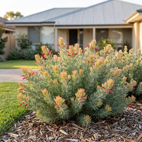 Albany Woolly Bush (Adenanthos x cunninghamii)