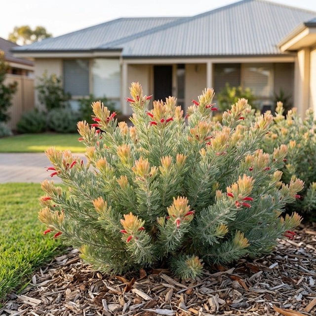 Albany Woolly Bush (Adenanthos x cunninghamii) growing in a mulched garden bed in front of an Australian home