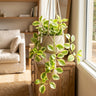 Albo-marginata Peperomia
