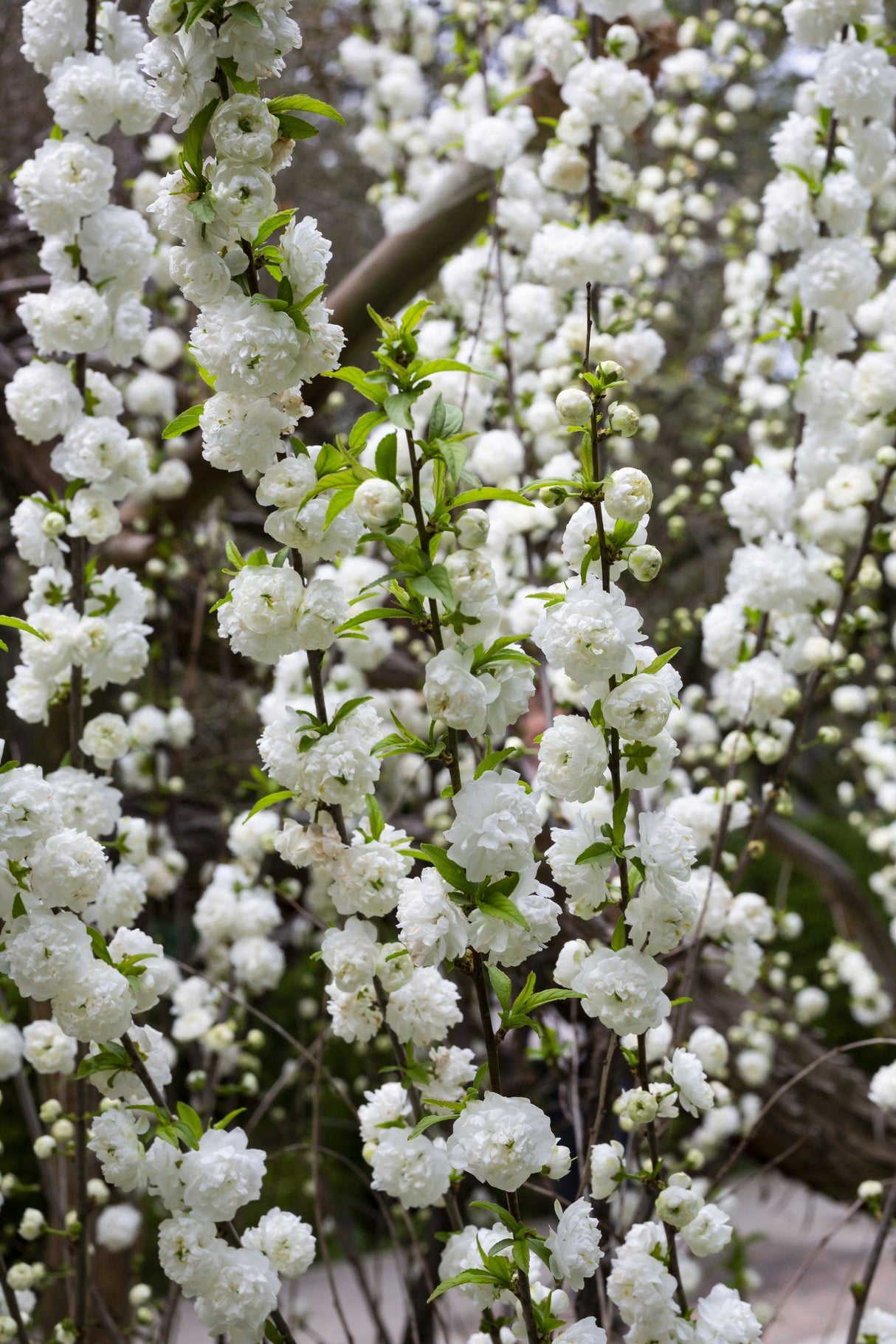 Alboplena Peach - Prunus persica 'Alboplena' - Brisbane Plant Nursery