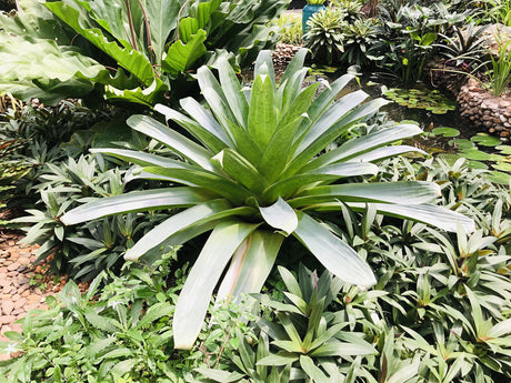 Giant Bromeliad - Alcantarea imperialis - Brisbane Plant Nursery