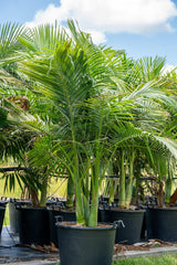 Alexander Palm - Archontophoenix alexandrae - Brisbane Plant Nursery