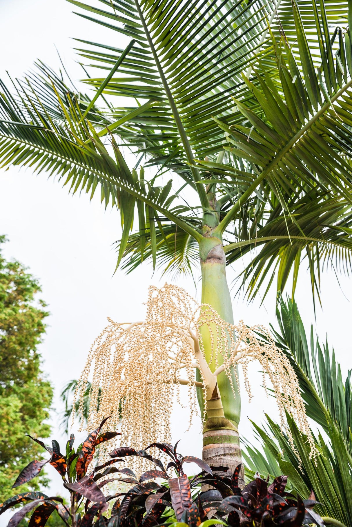 Alexander Palm - Archontophoenix alexandrae - Brisbane Plant Nursery