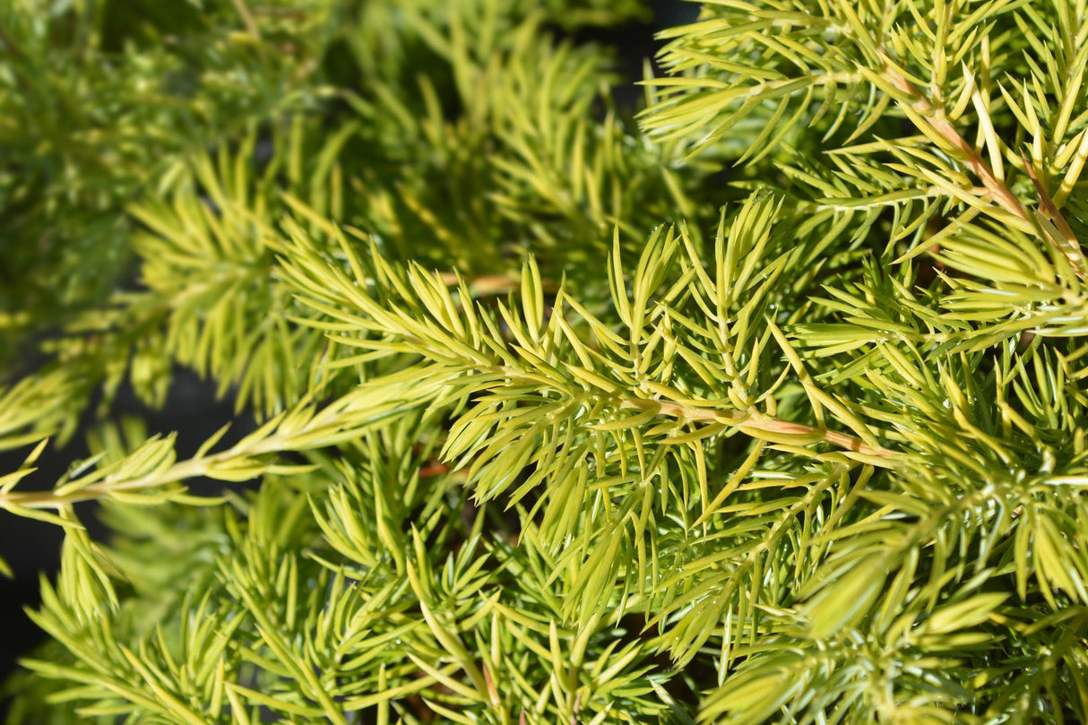 All Gold Juniper - Juniperus conferta 'All Gold' - Brisbane Plant Nursery