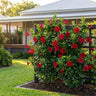 All Seasons Red™ Mandevilla