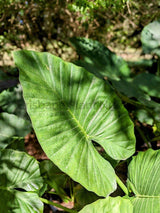 Elephants Ear Plant - Alocasia brisbanensis - Brisbane Plant Nursery