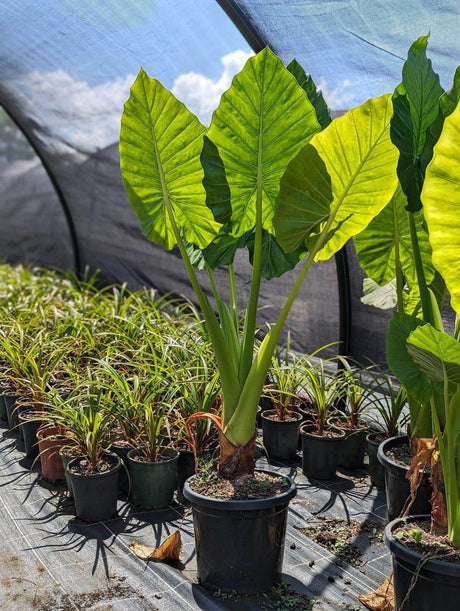 Elephants Ear Plant - Alocasia brisbanensis - Brisbane Plant Nursery