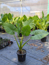 Elephants Ear Plant - Alocasia brisbanensis - Brisbane Plant Nursery