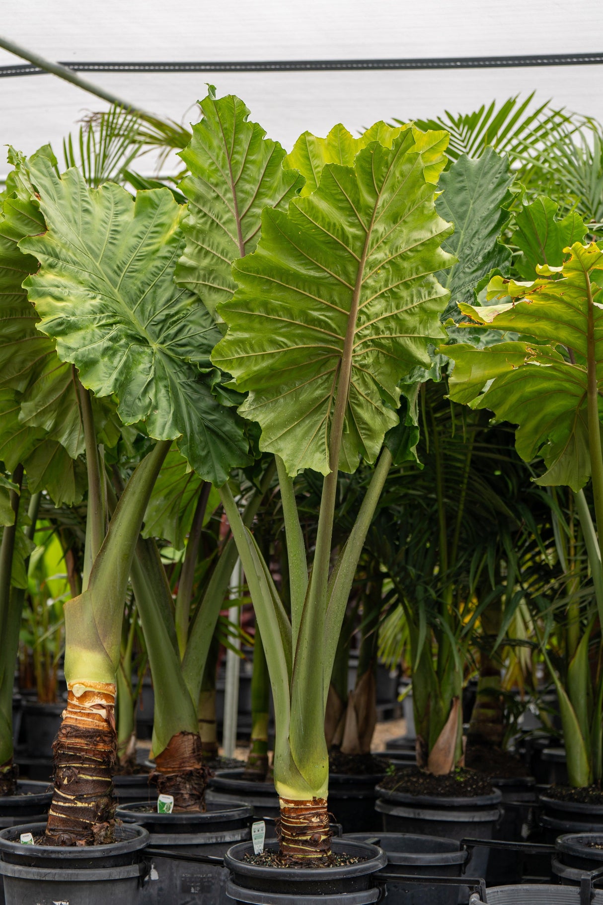 Giant Taro - Alocasia macrorrhizos - Brisbane Plant Nursery