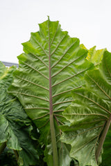 Giant Taro - Alocasia macrorrhizos - Brisbane Plant Nursery