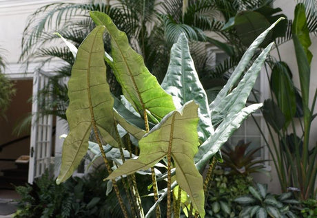 Zebra Plant - Alocasia zebrina - Brisbane Plant Nursery