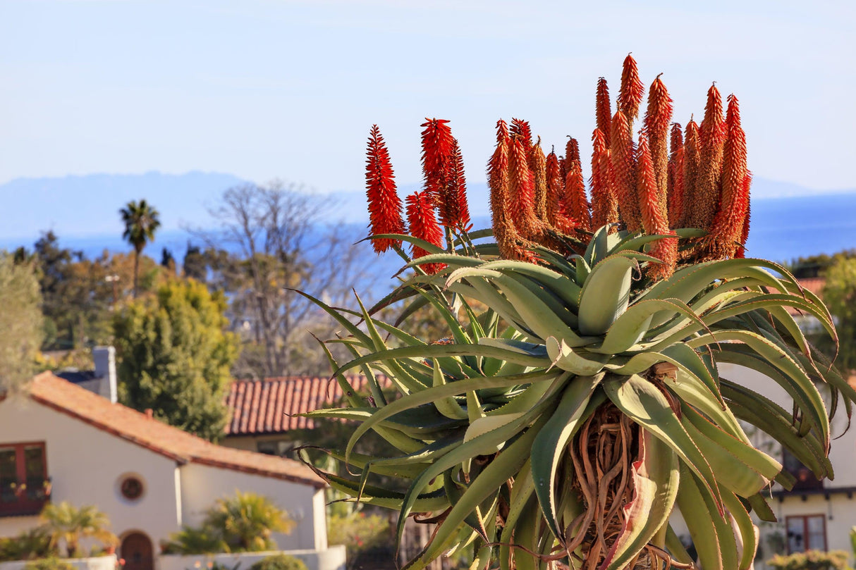 Tree Aloe - Aloe barberae - Brisbane Plant Nursery