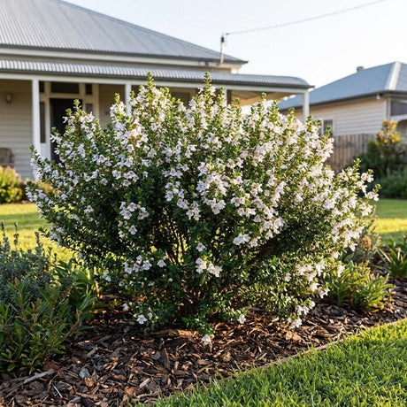 Alpine Mint Bush